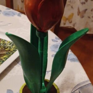 tulipano